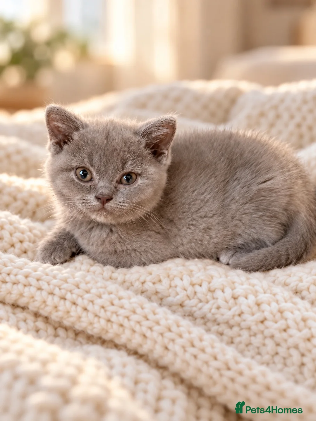 British Shorthair cats for sale: Pure BSH kittens one boy and one girl available  - Advert 1