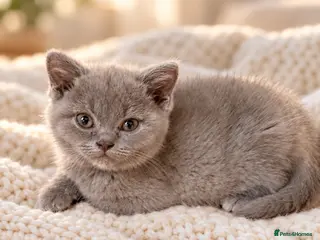 British Shorthair cats Pure BSH kittens one boy and one girl available - Advert 7