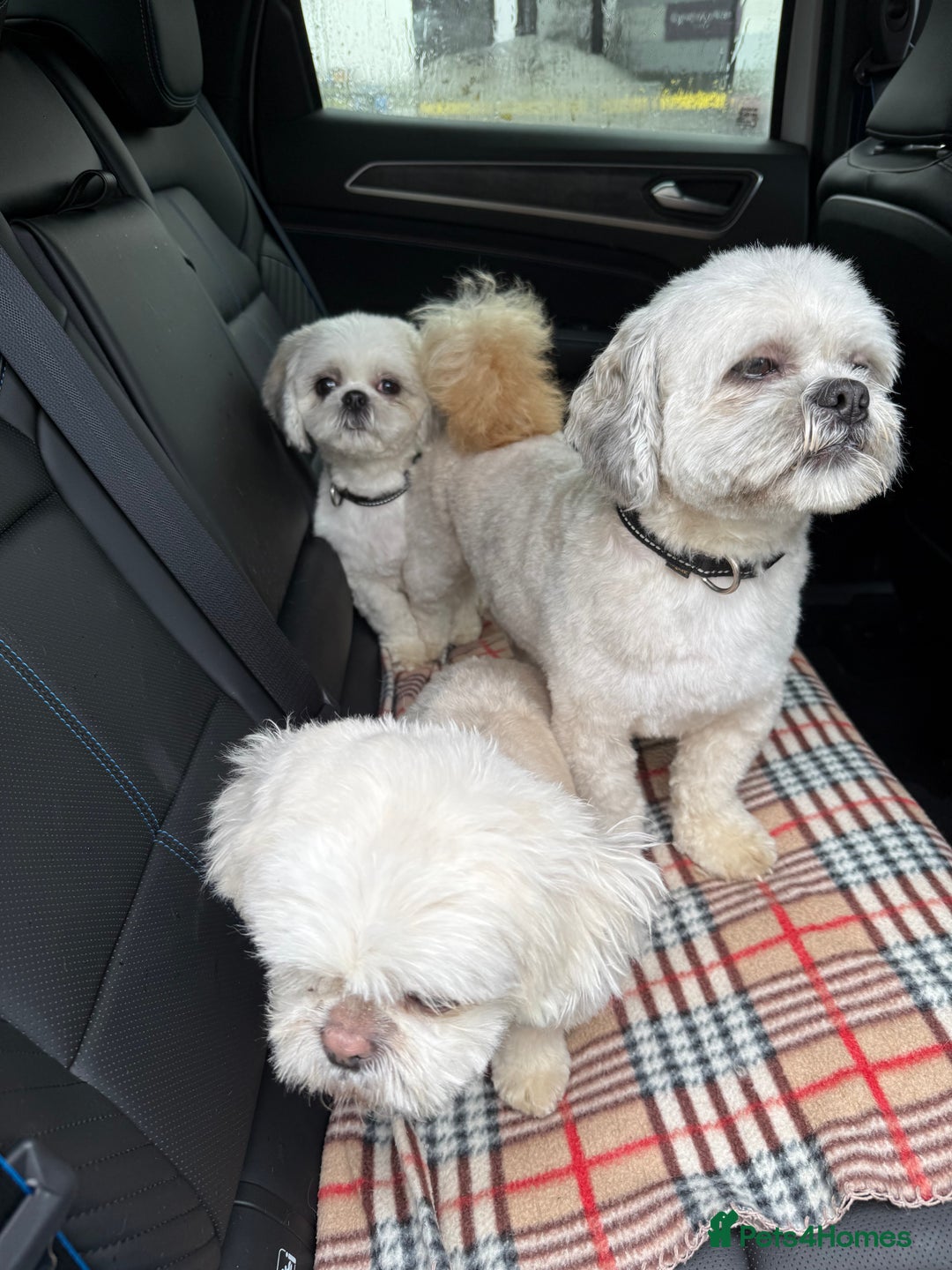 Lhasa Apso dogs for stud: ❤️JORGIE,LHASA APSO STUD❤️ - Advert 13