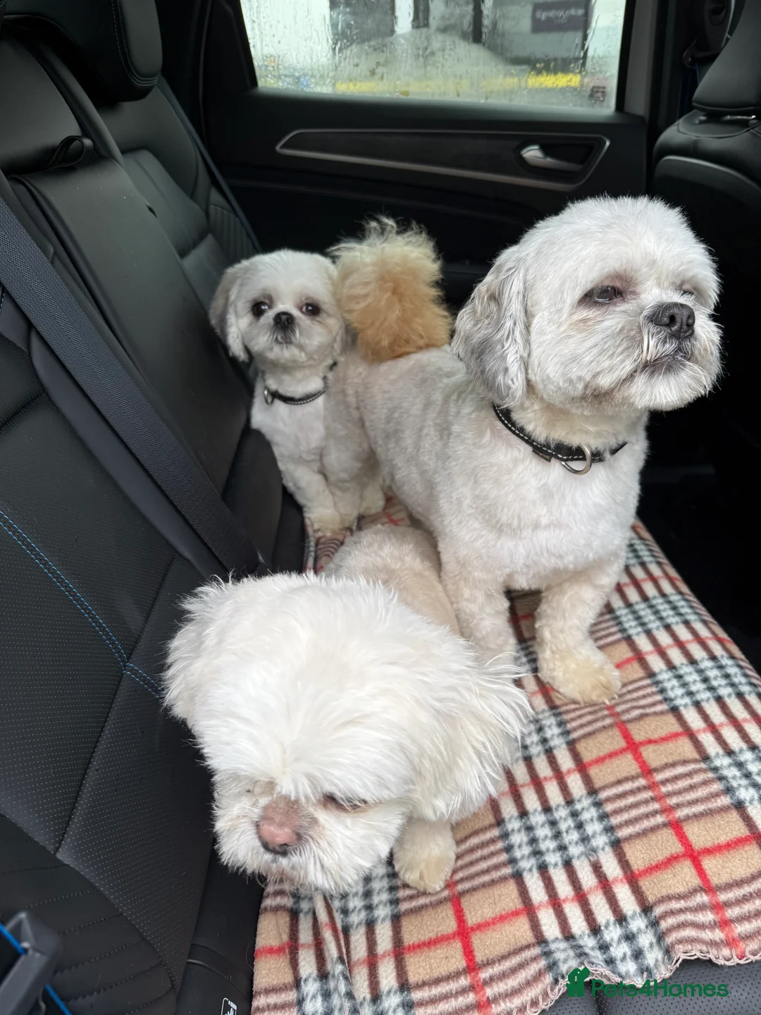Lhasa Apso dogs for stud: ❤️JORGIE,LHASA APSO STUD❤️ - Advert 13