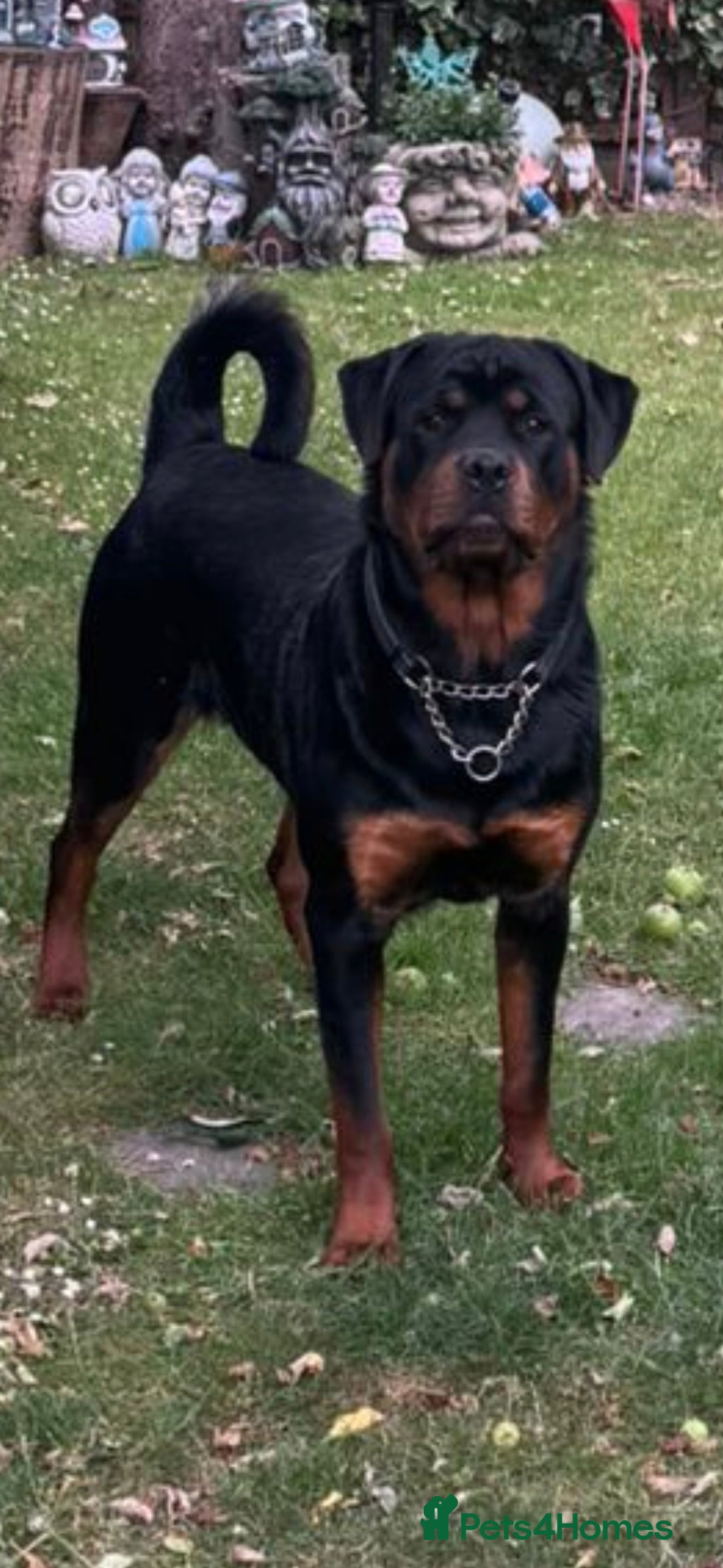 Rottweiler dogs for sale: Stunning Rottweiler Puppies - Image 6