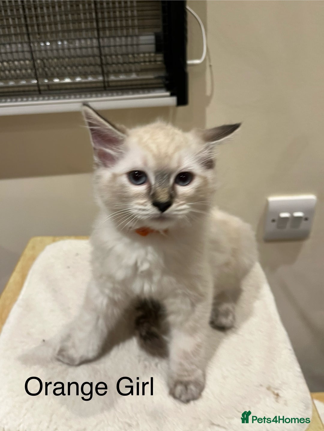 Ragdoll cats for sale: ❗️Charming Pure Ragdoll Kittens waiting love ❤️❗️ - Advert 33