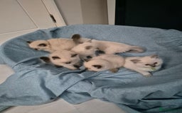 Ragdoll cats for adoption: 6 Ragdoll Kittens Ready for new homes - Image 2