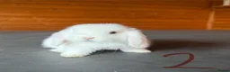 Mini Lop rabbits for sale: Lovely mini lops looking for a new home  - Advert 2