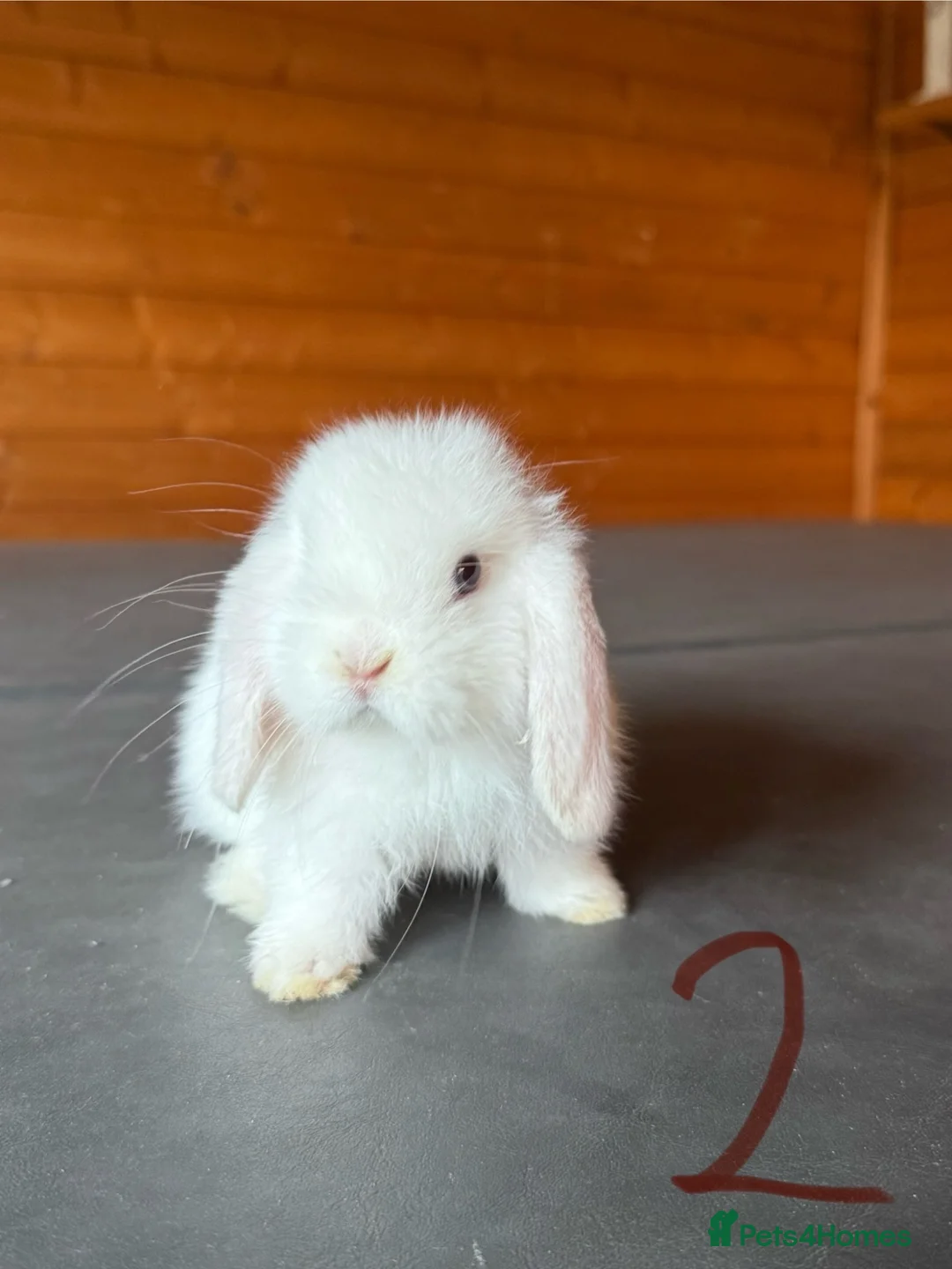 Mini Lop rabbits for sale: Lovely mini lops looking for a new home  - Advert 2