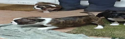 Boston Terrier dogs for sale: Beautiful Boston Terrier Cross Puppies - Advert 8