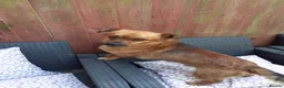 Mixed Breed dogs for sale: Meet Pip and Toby! in Nottingham - Advert 2