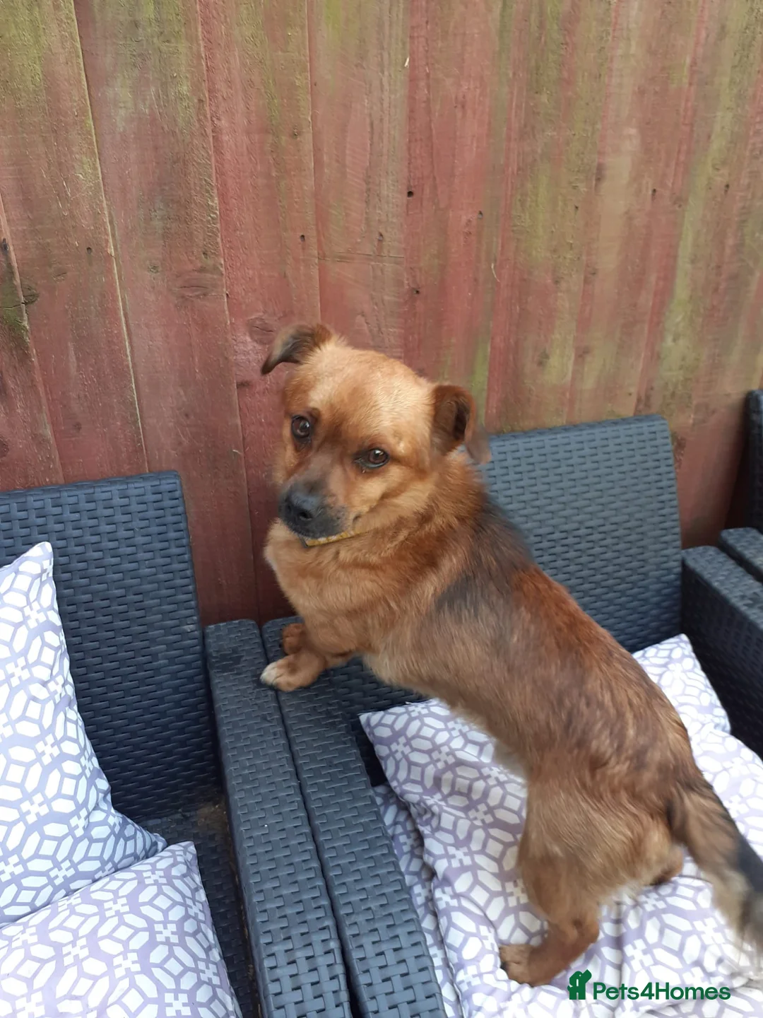 Mixed Breed dogs for sale: Meet Pip and Toby! in Nottingham - Advert 2