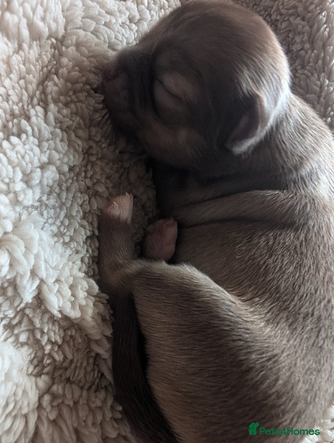 Chihuahua dogs for sale: Gorgeous Chihuahuas looking for their forever home - Advert 10