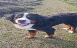 Bernese Mountain Dog dogs for stud: Proven KC registered Bernese Mountain Dog for Stud - Image 1