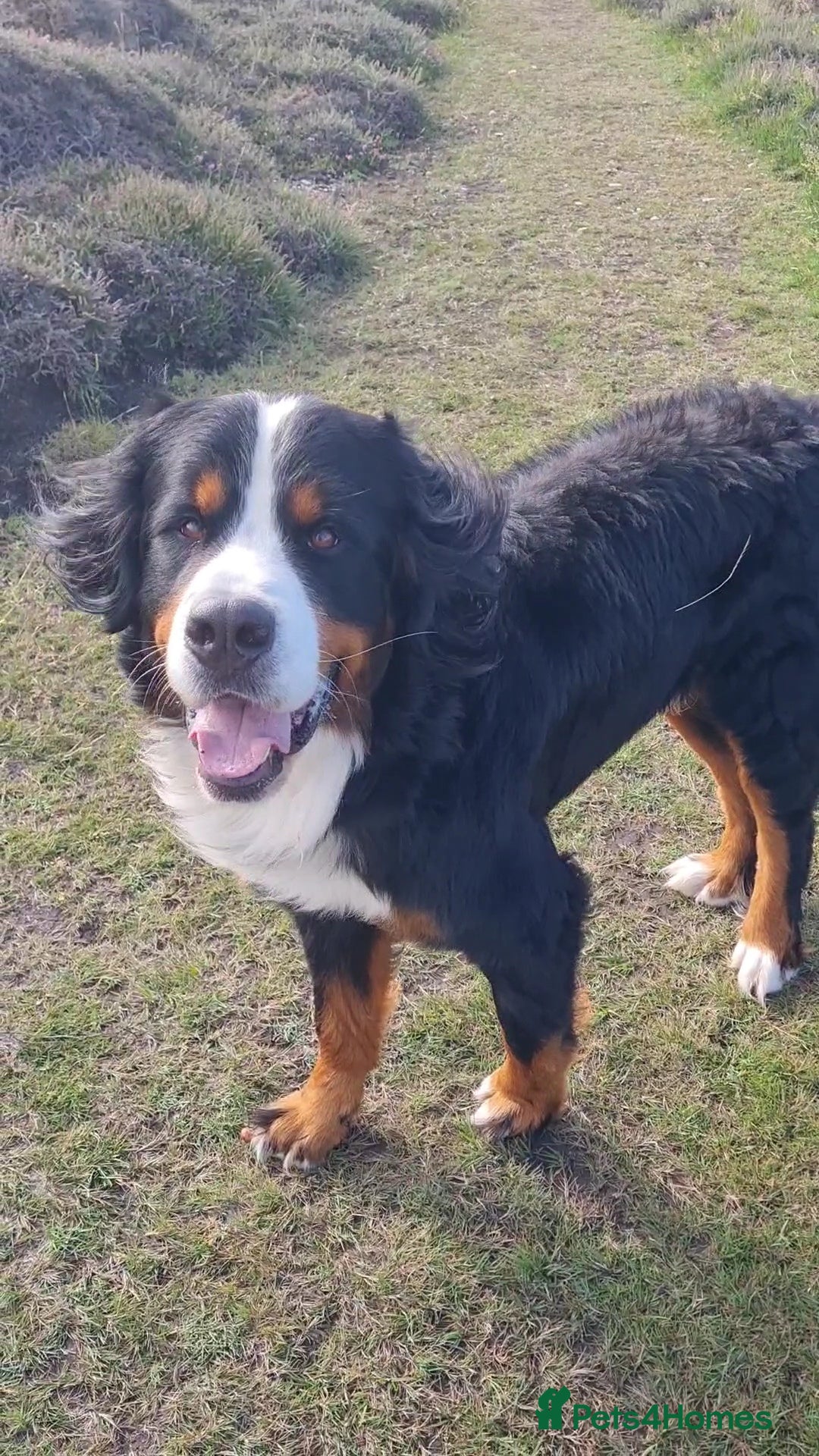 Bernese Mountain Dog dogs for stud: Proven KC registered Bernese Mountain Dog for Stud - Image 1