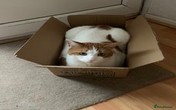 British Shorthair cats for sale: Three years cat  - Image 9