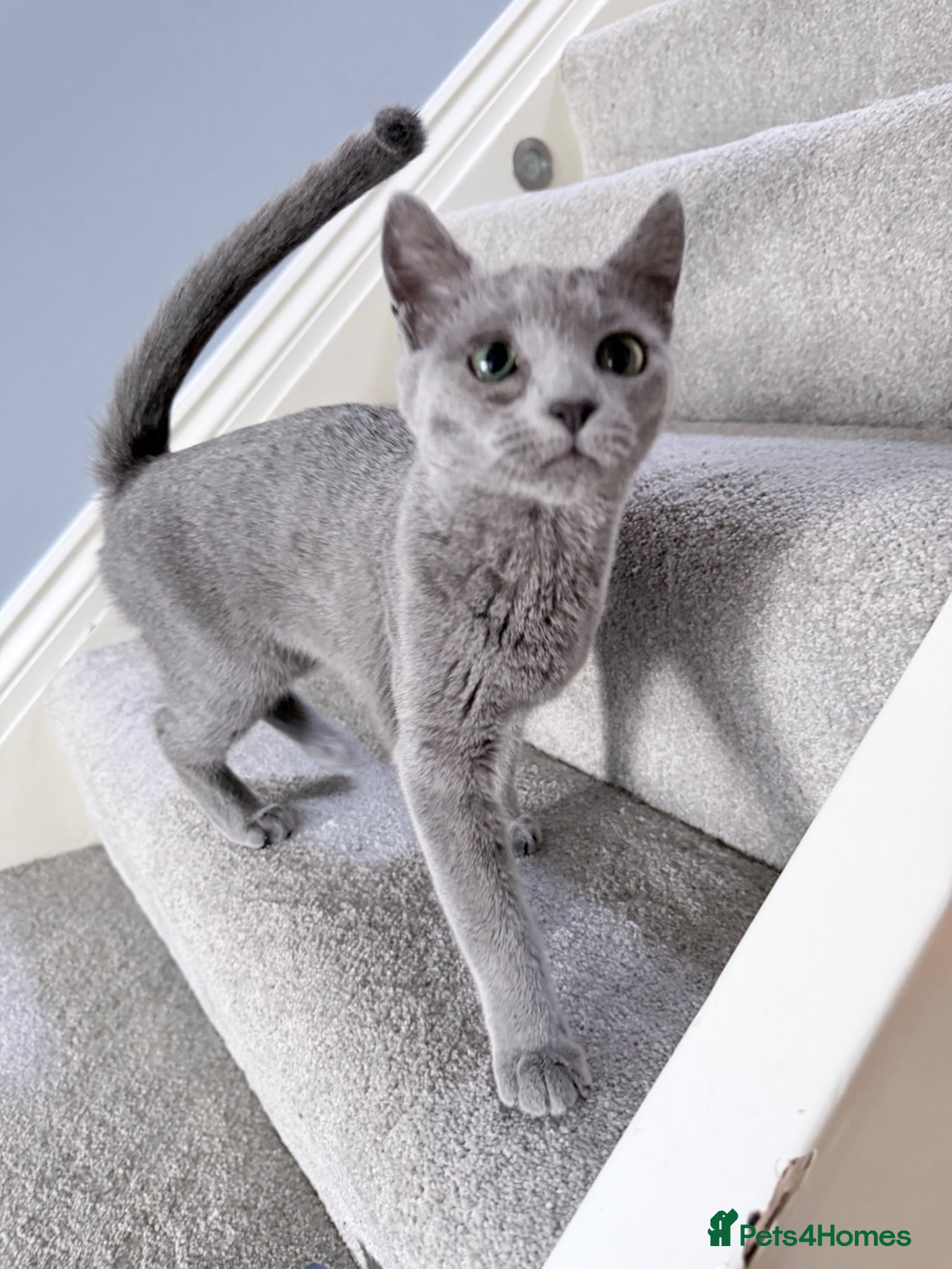 Russian Blue cats Adorable 8-Month-Old Russian Blue Kitten  - Advert 2