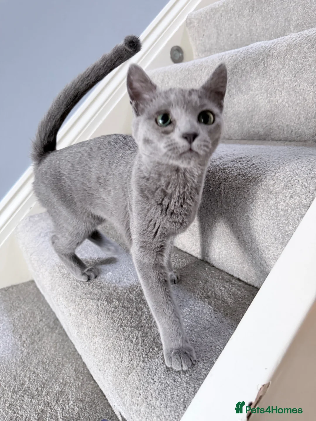 Russian Blue cats for sale: Adorable 8-Month-Old Russian Blue Kitten  - Advert 1