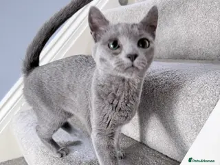 Russian Blue cats Adorable 8-Month-Old Russian Blue Kitten - Advert 2