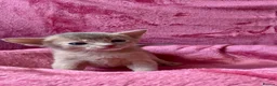 Abyssinian cats for sale: Beautiful GCCF Registered Abyssinian Kittens 💙❤️ - Advert 6