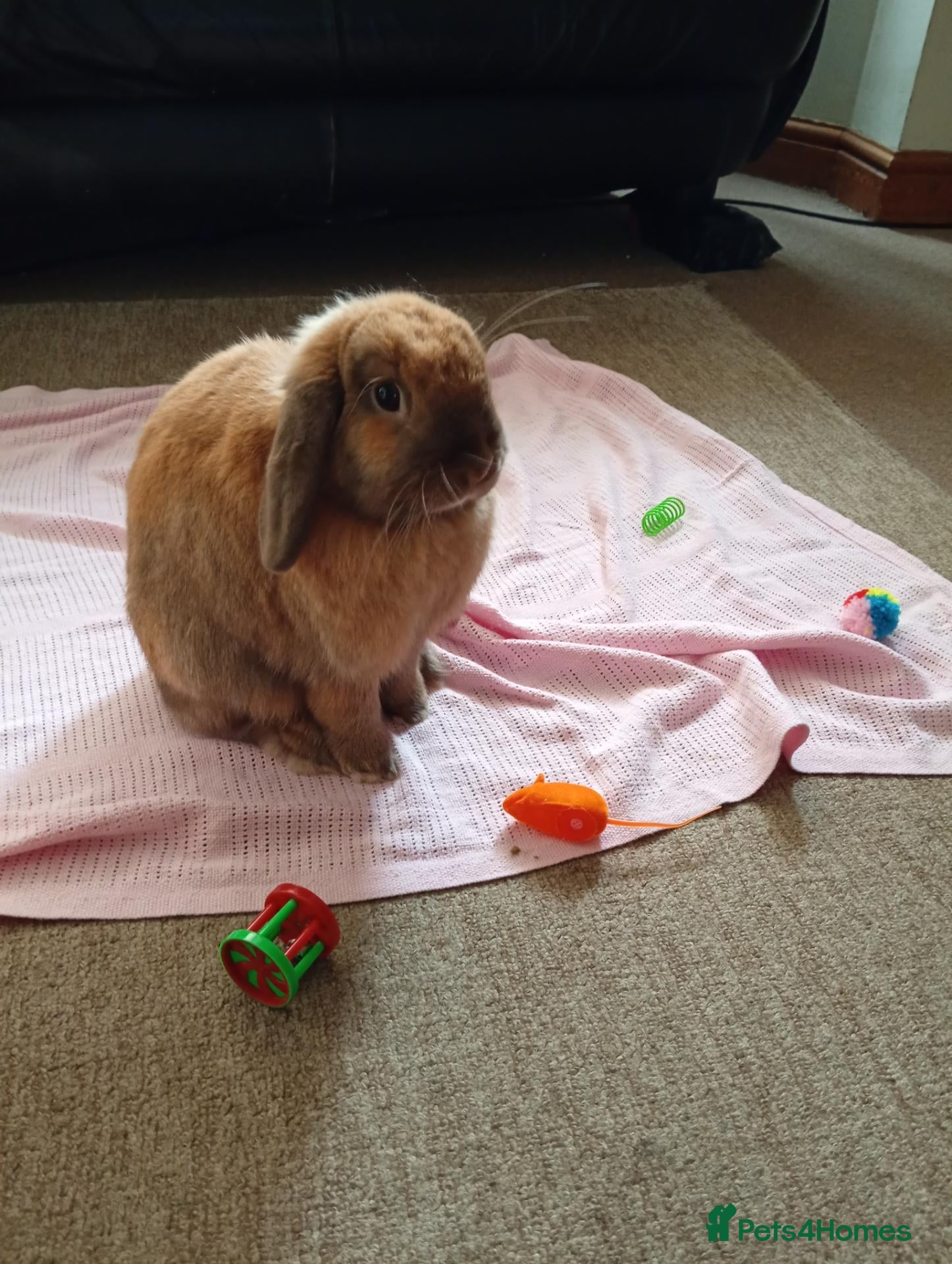 Dwarf Lop rabbits Dwarf Lop "house" Rabbit - Advert 6