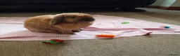 Dwarf Lop rabbits for sale: Dwarf Lop "house" Rabbit in Cannock - Advert 1