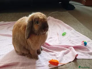 Dwarf Lop rabbits Dwarf Lop "house" Rabbit - Advert 6