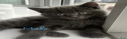 Mixed Breed cats for sale: Grey British Short Hair x British Long hair Kitten - Advert 5