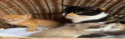 Mixed Breed cats for sale: Calico kittens  - Advert 7