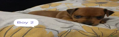 Miniature Pinscher Puppy 2