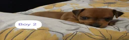 Miniature Pinscher dogs for sale: Beautiful Miniature Pincher puppies  - Advert 6