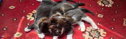 Mixed Breed cats for sale: 4 beautiful kittens up for sale 2 boys 2 girls in Rotherham - Advert 4