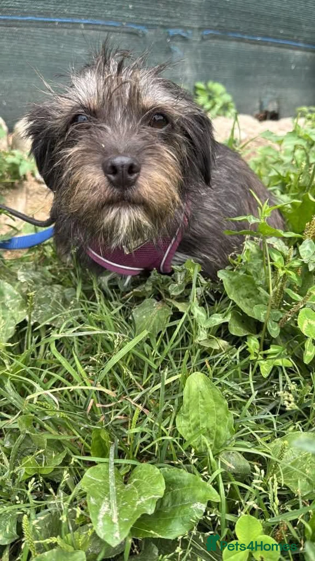 Mixed Breed dogs for adoption: Meet Bibi, currently residing in Surrey in Horley - Advert 6