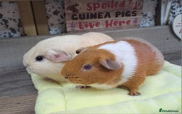 Guinea Pig rodents for sale: Two Female Guinea Pigs - Leeds LS27 area - Image 5
