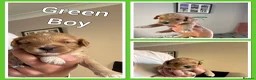 Cavapoo dogs for sale: Fully health checked, family raised Cavapoos - Advert 22