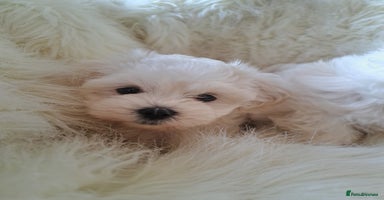 Maltese dogs in Llanymynech - Advert 12
