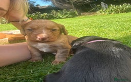 Cocker Spaniel dogs for sale: 2 X registered cocker spaniel pups for sale - Image 4