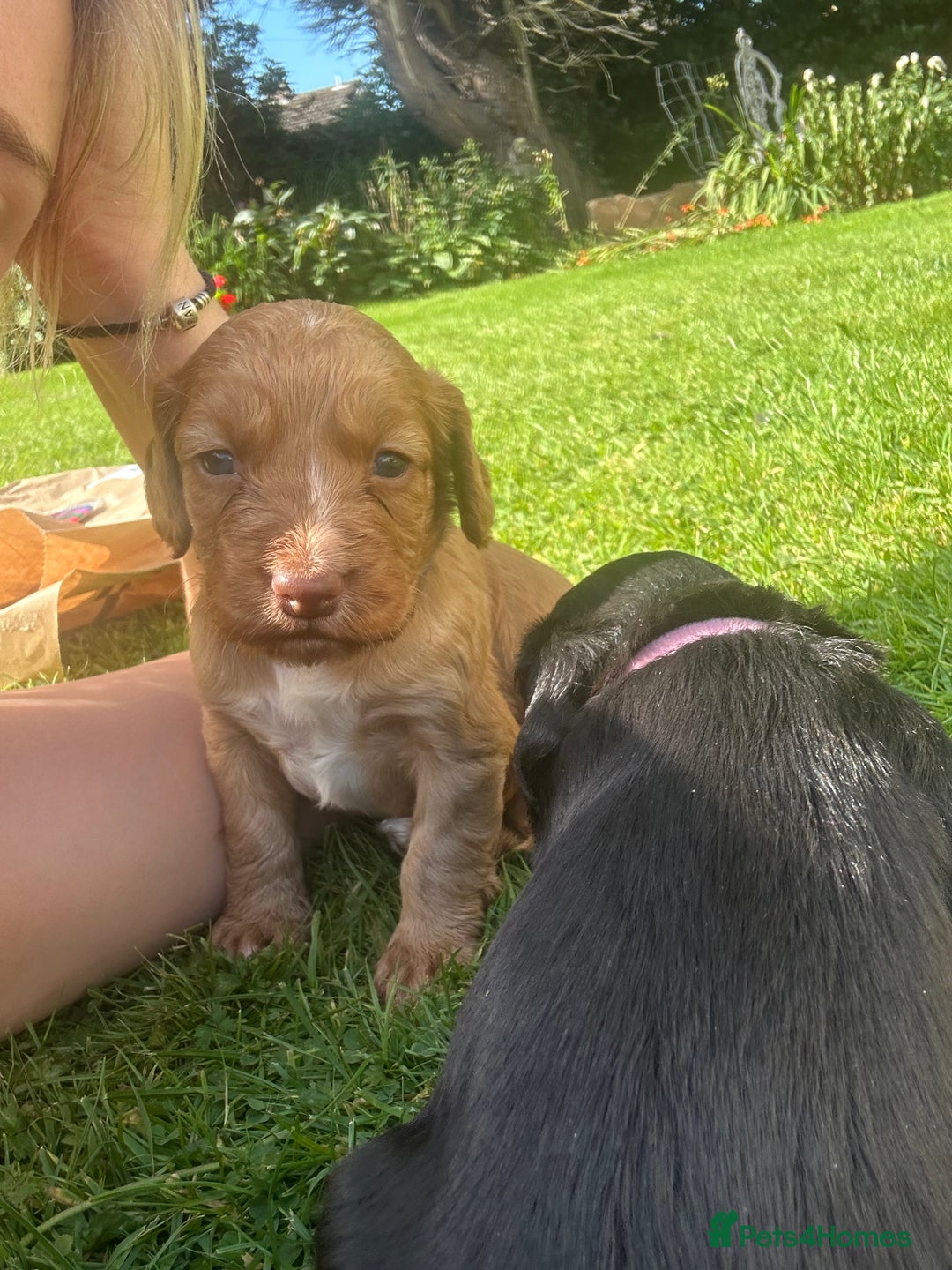 Cocker Spaniel dogs for sale: 2 X registered cocker spaniel pups for sale - Image 4