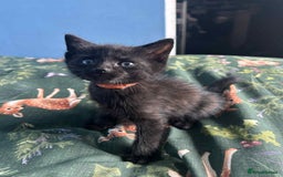 Mixed Breed cats for sale: Cuddle Puddle - Image 3