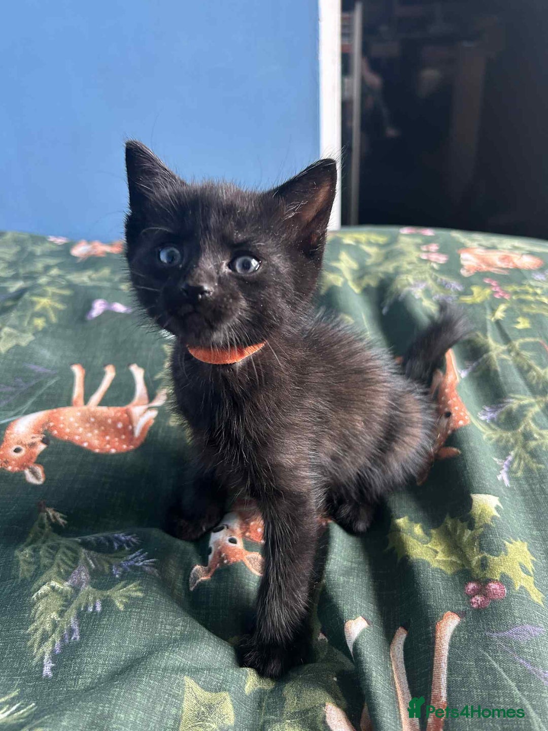 Mixed Breed cats for sale: Cuddle Puddle - Image 3