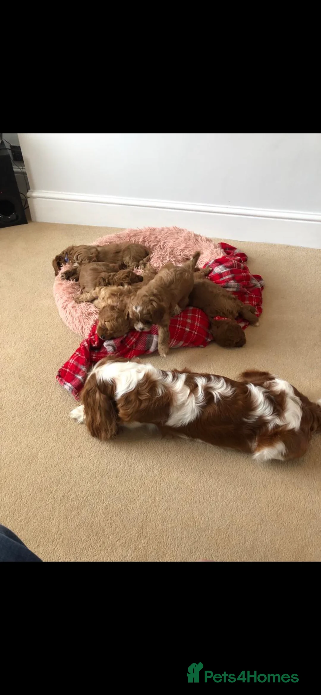 Cavapoo dogs for stud: ❤️Fully health tested red toy poodle❤️ - Advert 10