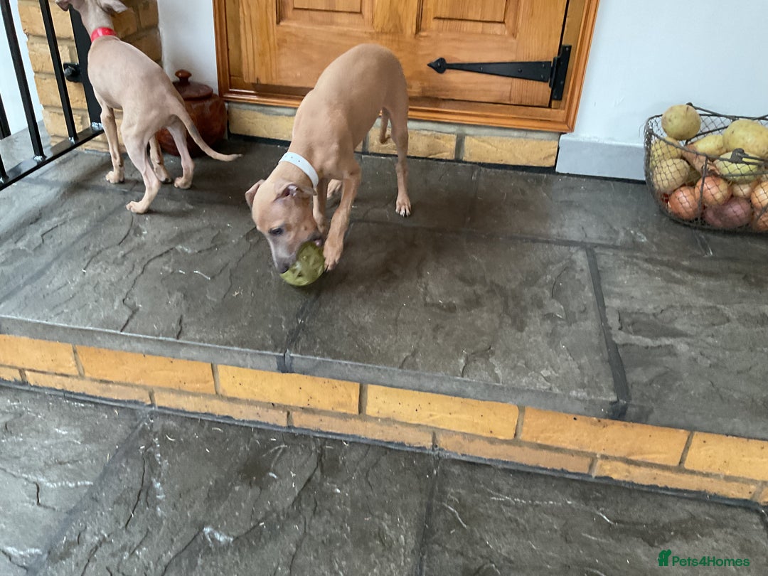 Italian Greyhound dogs for sale:  Beautiful Italian greyhound puppies  - Image 28