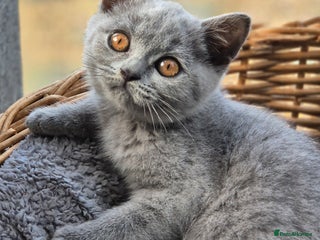 British Shorthair cats Absolute darling BSH kits GCCF Reg Fantastic type - Advert 15
