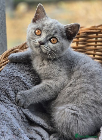 British Shorthair cats Absolute darling BSH kits GCCF Reg Fantastic type - Advert 15