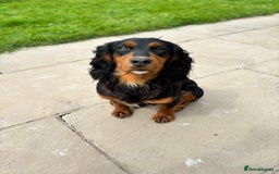 Cocker Spaniel dogs for stud: KC registered Champion bred working cocker  in Middlewich - Image 6