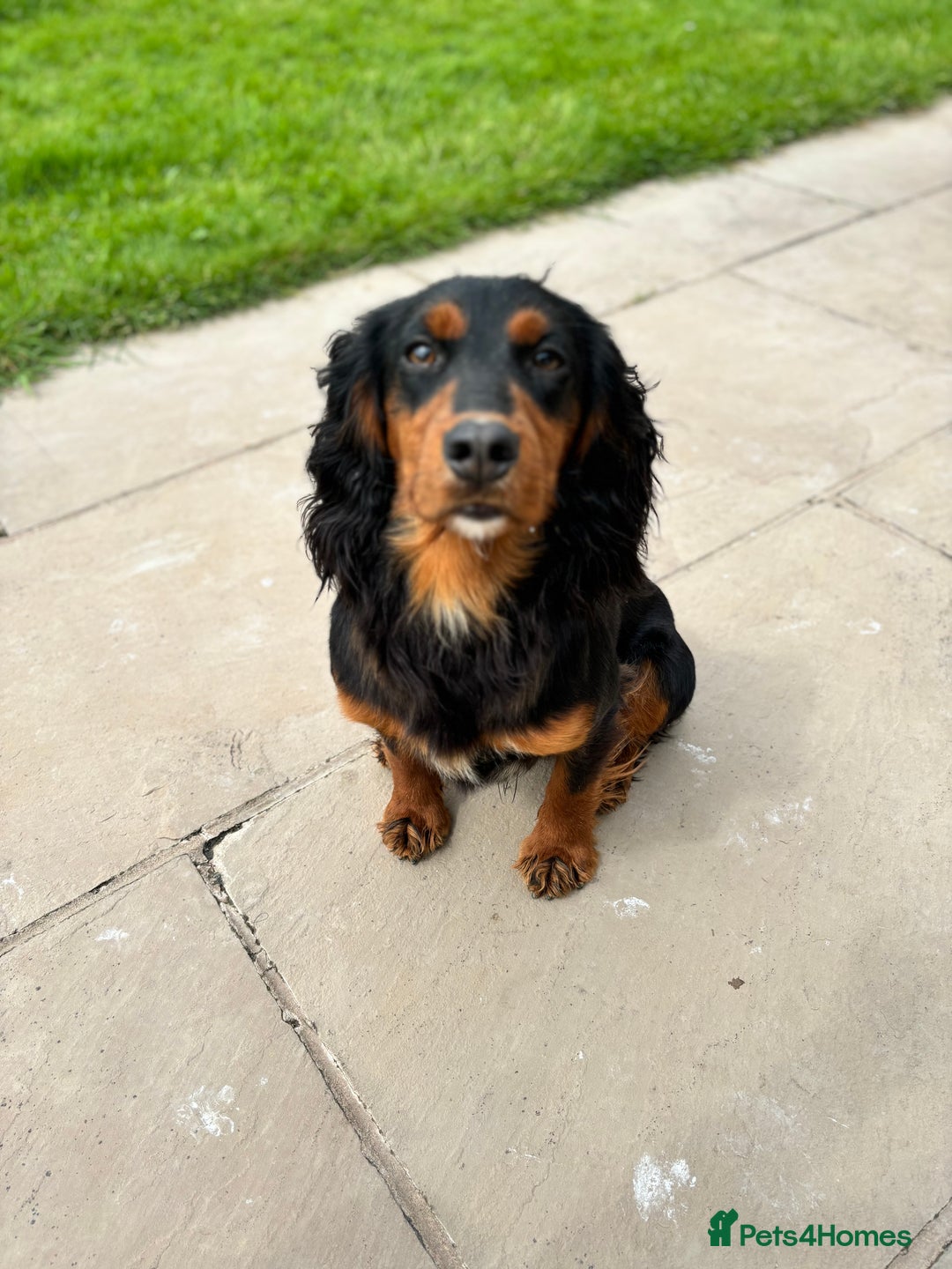 Cocker Spaniel dogs for stud: KC registered Champion bred working cocker  in Middlewich - Image 6