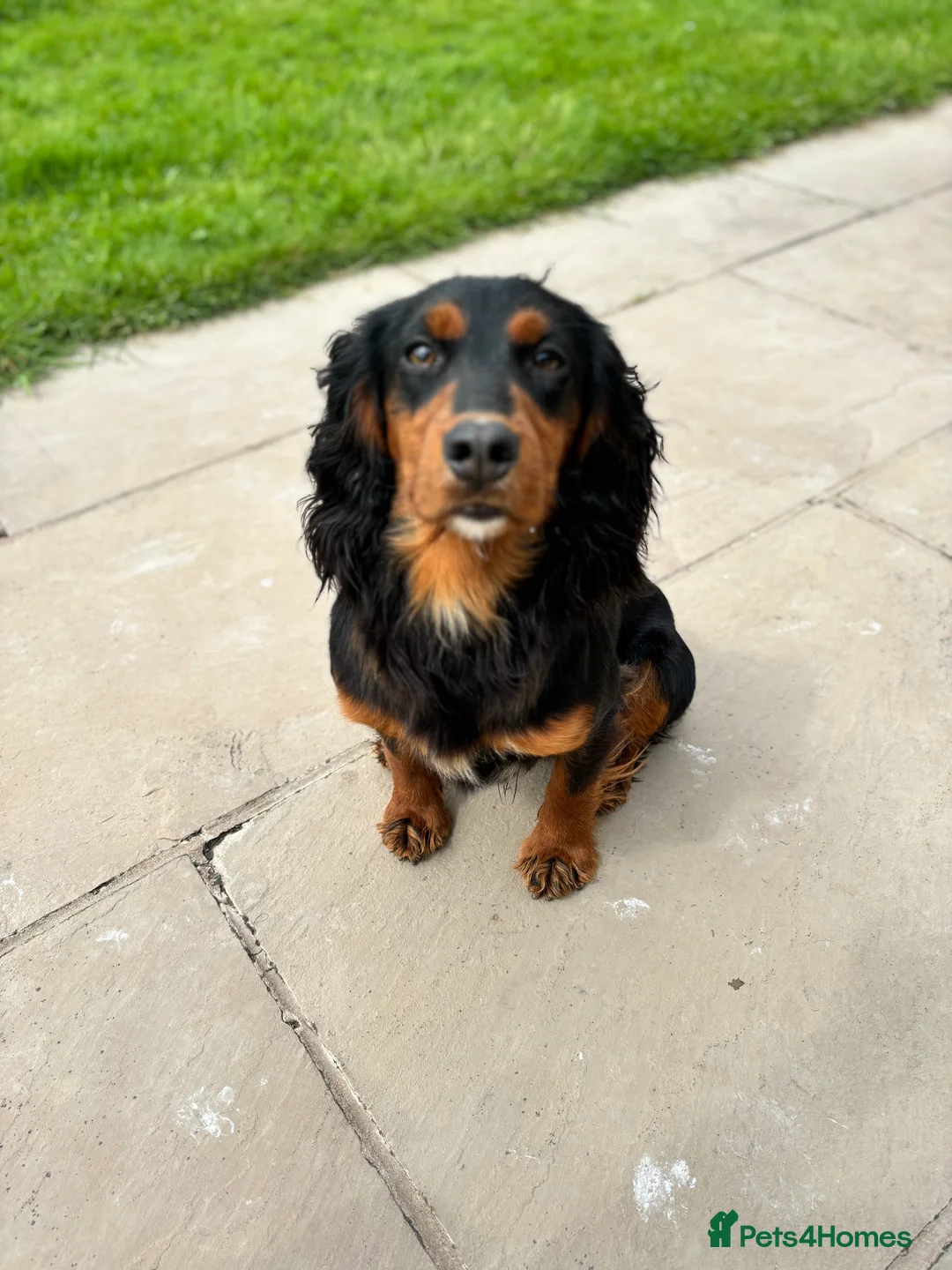 Cocker Spaniel dogs for stud: KC registered Champion bred working cocker  in Middlewich - Advert 6