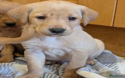 Labrador Retriever dogs for sale: Stunning litter of Labrador retriever pups  - Advert 25