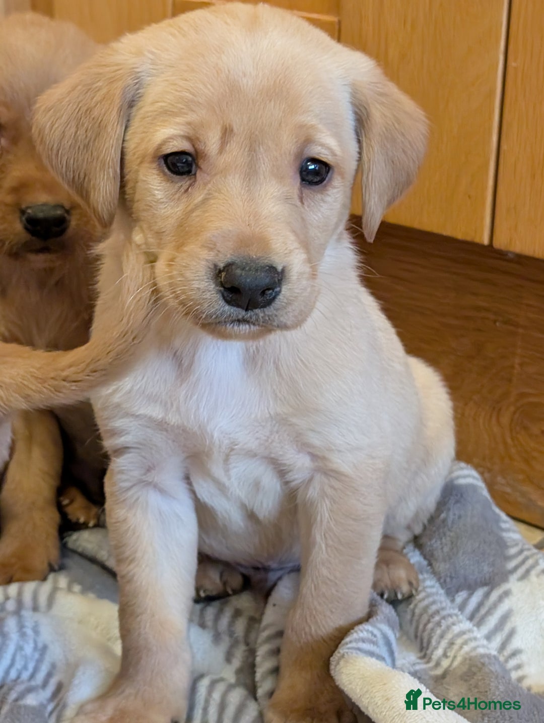 Labrador Retriever dogs for sale: Stunning litter of Labrador retriever pups  - Advert 25