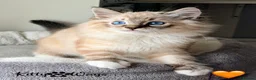 Ragdoll cats for sale: 🐾🩷*TICA REG* EU RAGDOLL KITTENS🌟 DNA CLEAR 🩵🐾 - Advert 21