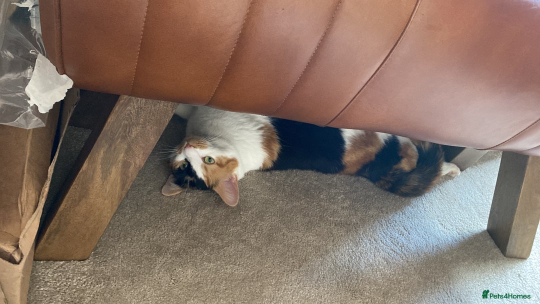 Mixed Breed cats for sale: mixed breed - turtle shell female 2 yrs old - Advert 3