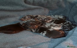 Dachshund dogs for sale: Dapple Dachshund Puppies - Image 6