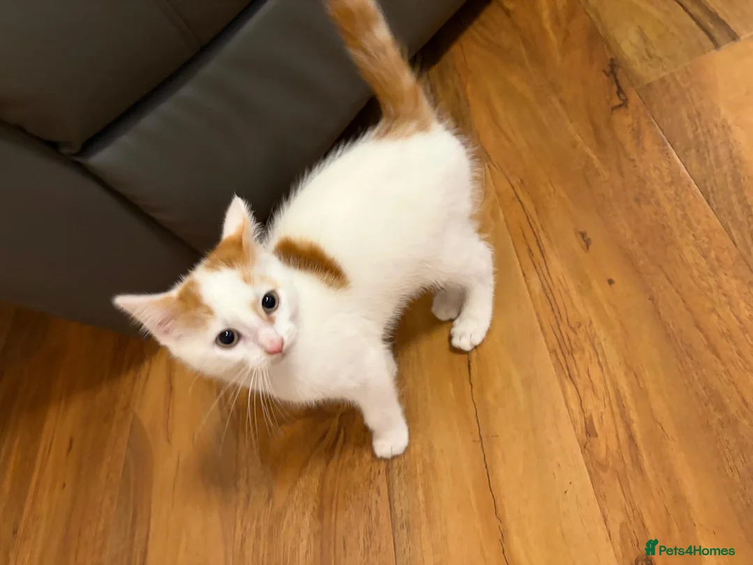 Domestic Shorthair cats for sale: Ginger and white  - Advert 7
