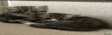 Mixed Breed Kitten 3
